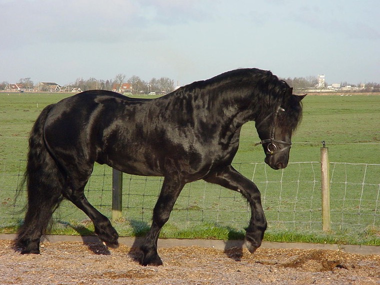 1024px-Frisian horse